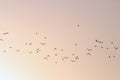 Flock of birds in the sky Royalty Free Stock Photo