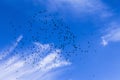 Flock of birds in the sky, clouds, a sunny day Royalty Free Stock Photo