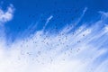 Flock of birds in the sky, clouds, a sunny day Royalty Free Stock Photo