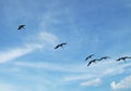Flock of Birds in the Sky