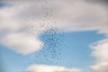 Flock of birds in the sky, hundreds of flyind birds