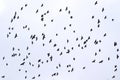 A flock of birds in the sky Royalty Free Stock Photo
