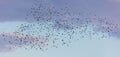 Flock of birds in the sky at sunset Royalty Free Stock Photo