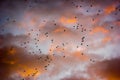 A flock of birds in the sky at sunset Royalty Free Stock Photo