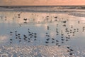 Flock of birds - snowy plovers and seagulls - on the beach during sunset Royalty Free Stock Photo