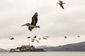 Flock of birds soaring above water near vast expanse