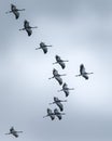 Flock of birds soaring through the air in unison.