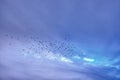 Flock of birds soaring through blue clouded sky