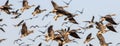 Flock of birds soaring through the blue sky