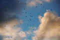 Flock of birds soaring through a bright, cloudy sky