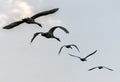 Flock of birds soaring through cloudy sky in daylight