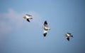 Flock of birds soaring through the daytime sky.