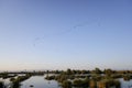 A flock of birds soars in flight at sunset over a lagoon in the Ebro delta, migrating south Royalty Free Stock Photo