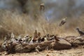 Flock of birds splashing on a birdbath on a dry ground