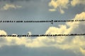 A flock of birds starlings sitting on wires.