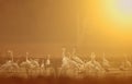 Flock of birds at sunrise in pond Royalty Free Stock Photo