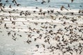 A flock of birds of swallows in flight close-up over the waves of the ocean. Royalty Free Stock Photo