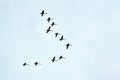 Flock of birds, swans flying in blue sky in V-formation Royalty Free Stock Photo