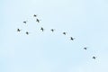 Flock of birds, swans flying in blue sky in V-formation Royalty Free Stock Photo
