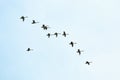 Flock of birds, swans flying in blue sky in V-formation Royalty Free Stock Photo