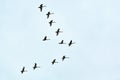 Flock of birds, swans flying in blue sky in V-formation Royalty Free Stock Photo