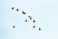 Flock of birds, swans flying in blue sky in V-formation Royalty Free Stock Photo