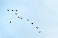 Flock of birds, swans flying in blue sky in V-formation Royalty Free Stock Photo