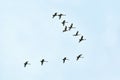 Flock of birds, swans flying in blue sky in V-formation Royalty Free Stock Photo