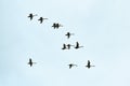 Flock of birds, swans flying in blue sky in V-formation Royalty Free Stock Photo