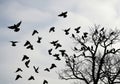 Flock of birds taking flight from a bare tree against a cloudy sky isolated on white background Royalty Free Stock Photo