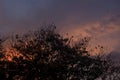 Flock of birds on the top of the tree Royalty Free Stock Photo