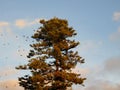 Flock of birds on tree Araucaria Royalty Free Stock Photo