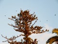 Flock of birds on tree Araucaria Royalty Free Stock Photo