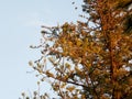 Flock of birds on tree Araucaria Royalty Free Stock Photo