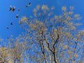 Flock of Birds and Tree in December Royalty Free Stock Photo