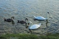 Flock of birds of two white swans and gray chicks in the water Royalty Free Stock Photo