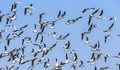 Flock of birds under blue sky