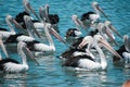 Flock of birds on water Royalty Free Stock Photo