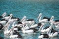 Flock of birds in water Royalty Free Stock Photo