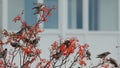 Flock of birds of waxwings