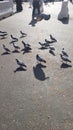 a flock of birds on the way to the kaaba Royalty Free Stock Photo