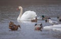 Flock of birds, among which swans, mallard ducks and seagull swimming on the river, in winter. Selective focus Royalty Free Stock Photo