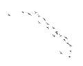 Flock of birds on a white background Royalty Free Stock Photo