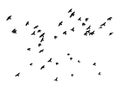 Flock of birds on white background, isolated . Royalty Free Stock Photo