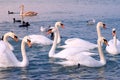 Flock of birds white swans and ducks are swimming at sea blue water.