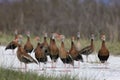 Black-bellied Whistling Ducks On A Dirt Path