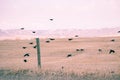 A flock of Black Birds coming in for a landing on a fence. Royalty Free Stock Photo