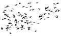 flock of black birds crows flying on an isolated white background of the sky Royalty Free Stock Photo