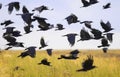 Flock of black birds crows and rooks fly flock over plem in autumn against blue sky Royalty Free Stock Photo