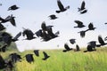 flock of black birds crows and rooks fly flock over plem in autumn against blue sky Royalty Free Stock Photo
